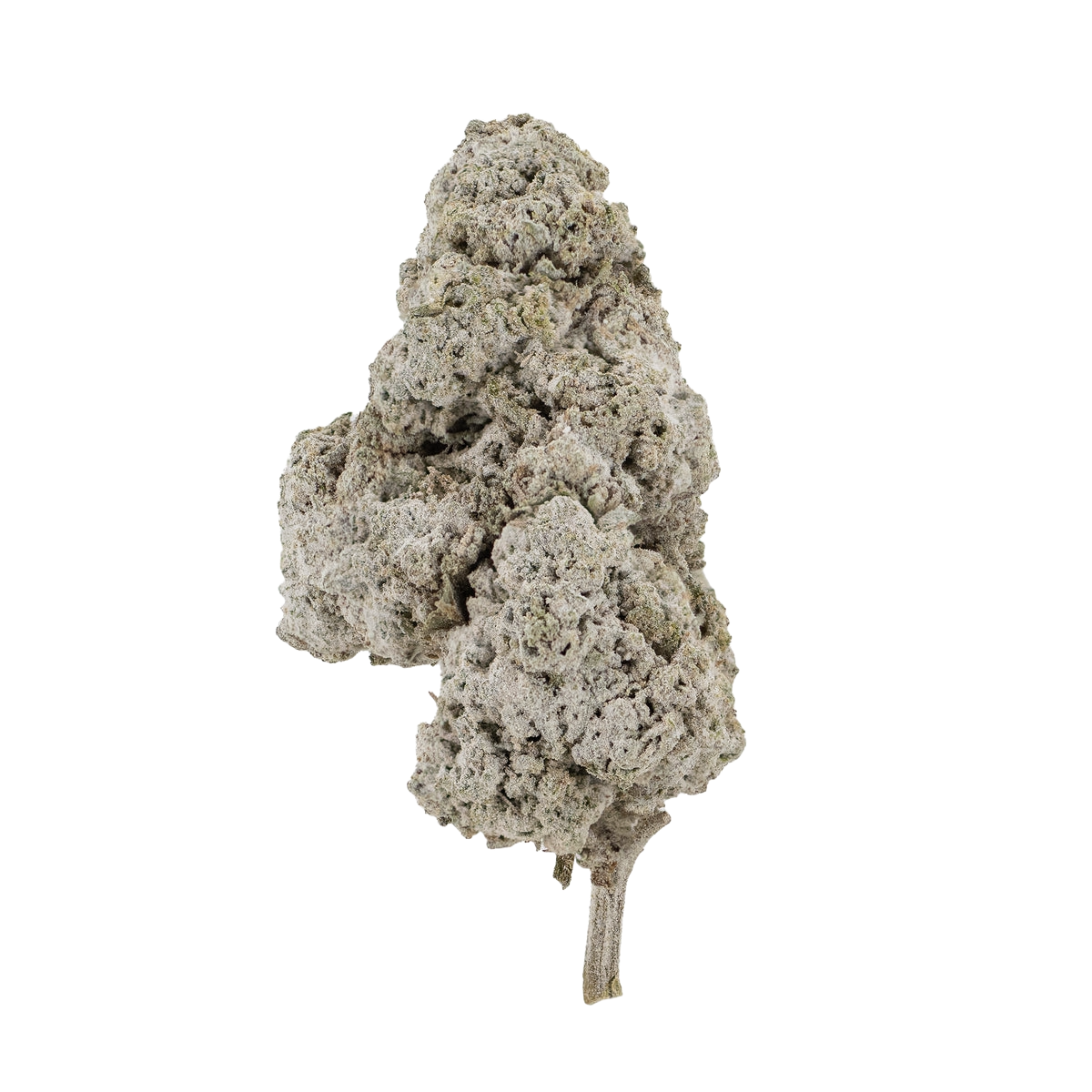 PANTHER O.G 23% THCA BUDS